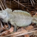 iguana_rock_lwc_provo_h_0055_tci0055.jpg